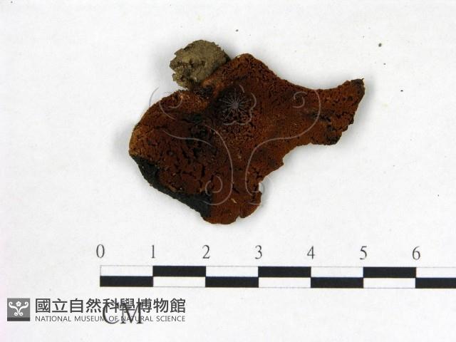 登錄號:F0013021藏品圖，第3張