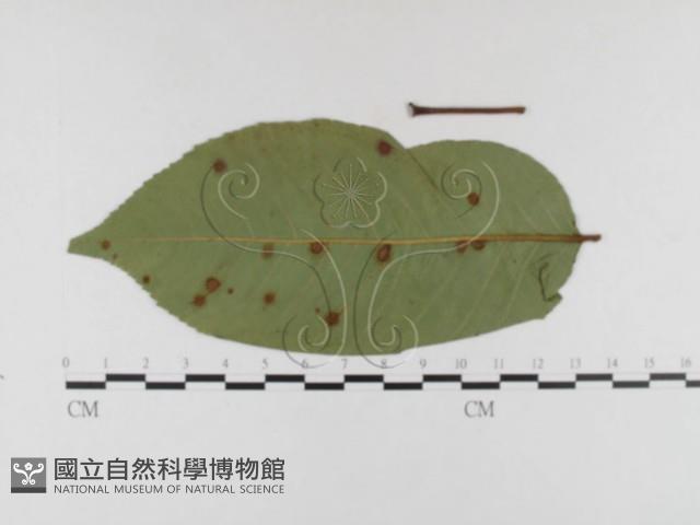 登錄號:F0026321藏品圖，第1張