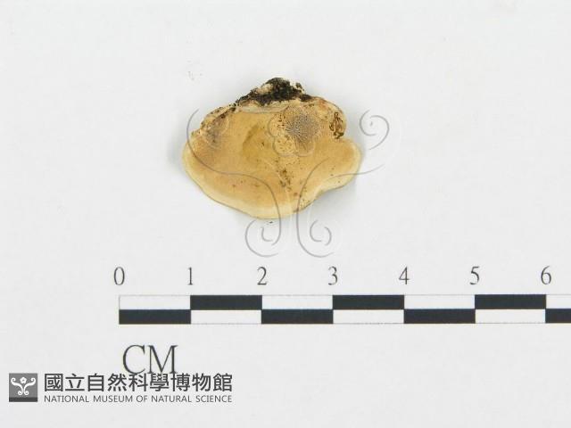 登錄號:F0016321藏品圖，第3張