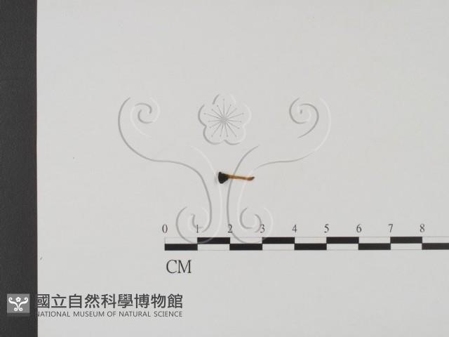 登錄號:F0011321藏品圖，第3張