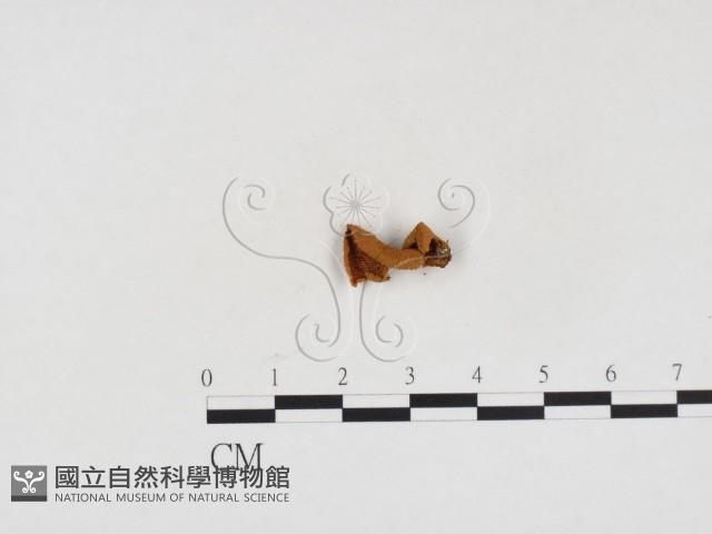 登錄號:F0024321藏品圖，第3張