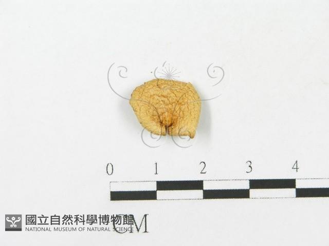 登錄號:F0014321藏品圖，第3張