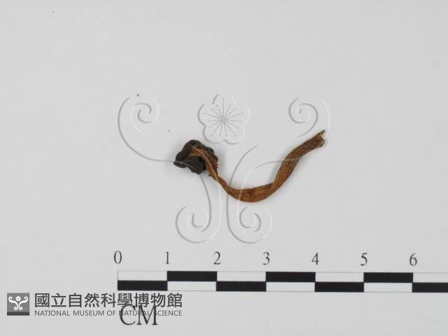 登錄號:F0022321藏品圖，第3張