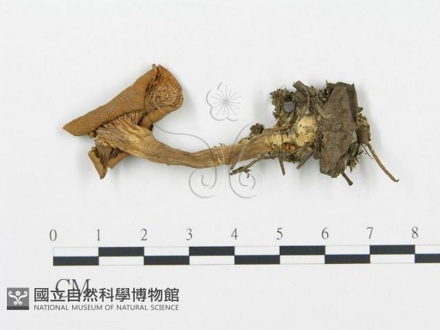 杯傘屬藏品圖，第3張