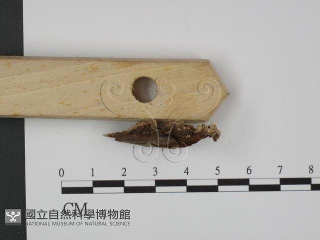 登錄號:F0007321藏品圖，第3張