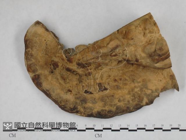 栓菌屬藏品圖，第3張