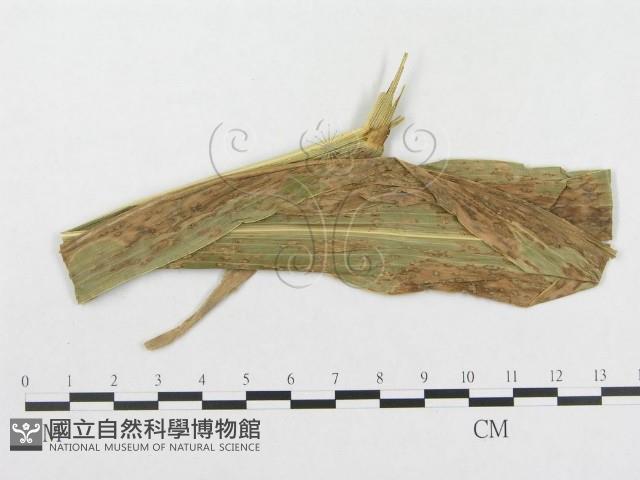 登錄號:F0019321藏品圖，第1張