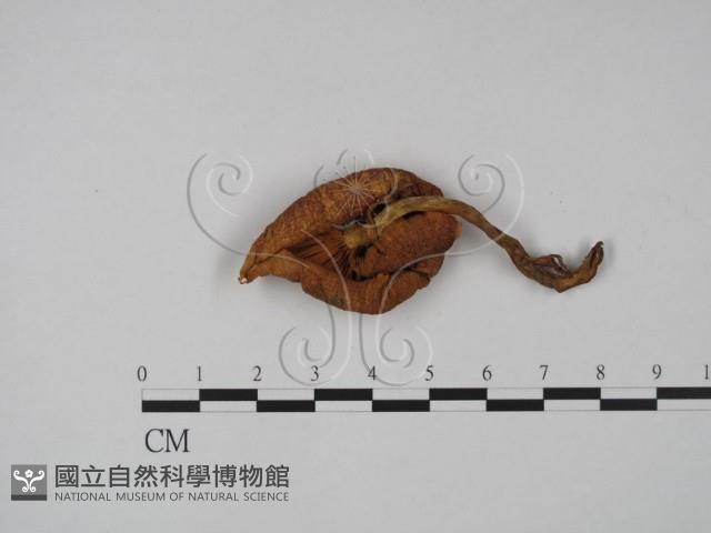 登錄號:F0013321藏品圖，第3張