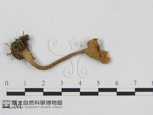 登錄號:F0016201藏品圖，第3張