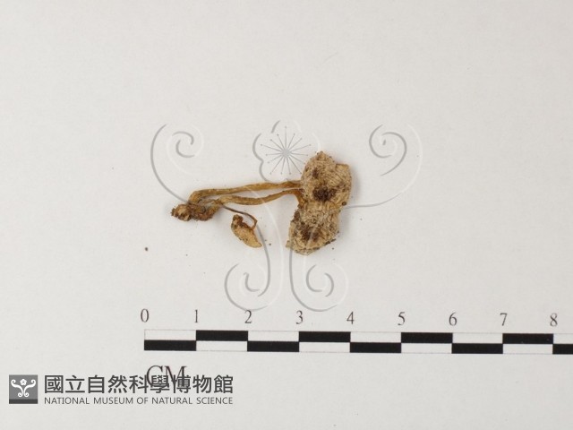 小菇屬藏品圖，第3張