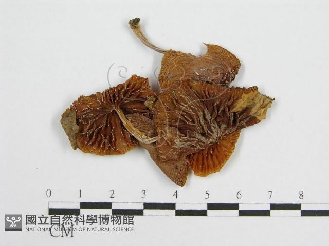 登錄號:F0002201藏品圖，第3張