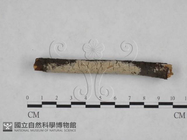 顯絲菌屬藏品圖，第3張