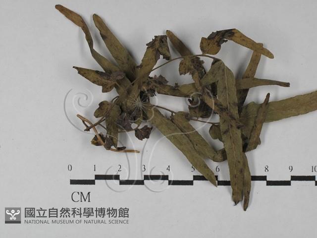 登錄號:F0028801藏品圖，第1張