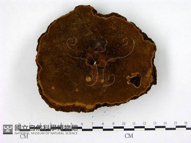 登錄號:F0008801藏品圖，第3張