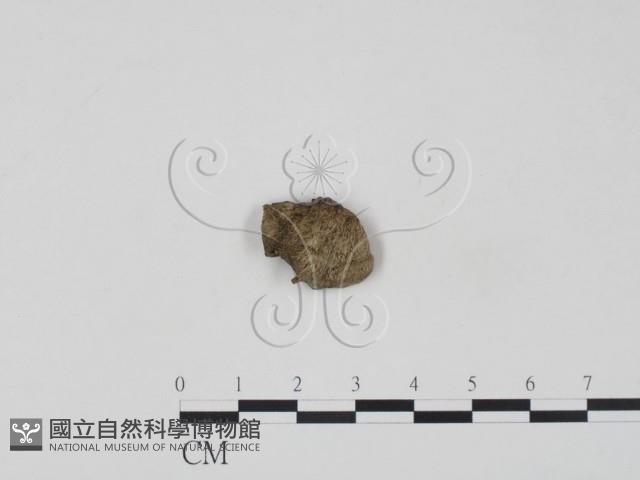 登錄號:F0018801藏品圖，第3張