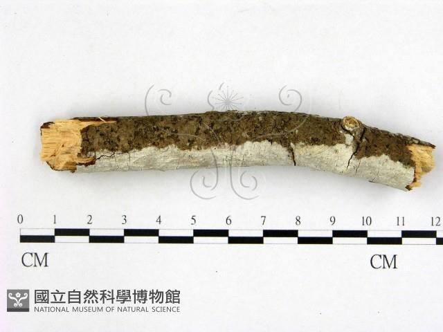 登錄號:F0020801藏品圖，第3張