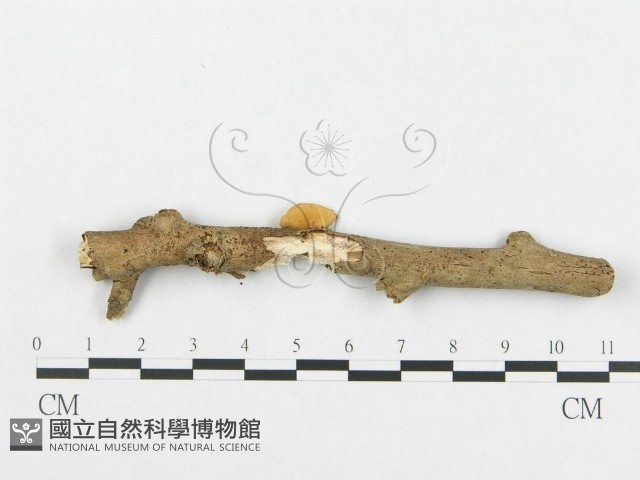 多孔菌屬藏品圖，第3張