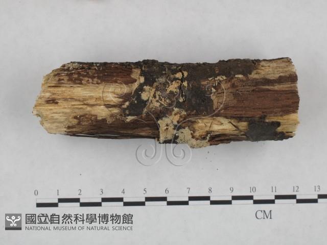登錄號:F0021801藏品圖，第3張