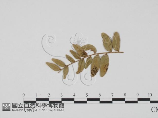 登錄號:F0011801藏品圖，第3張