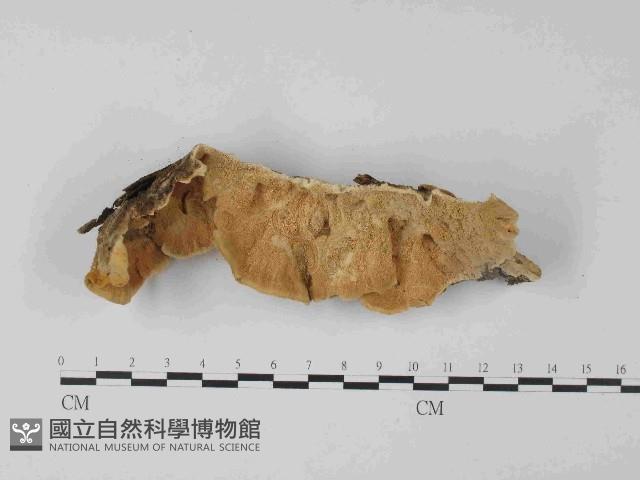 栓菌屬藏品圖，第3張