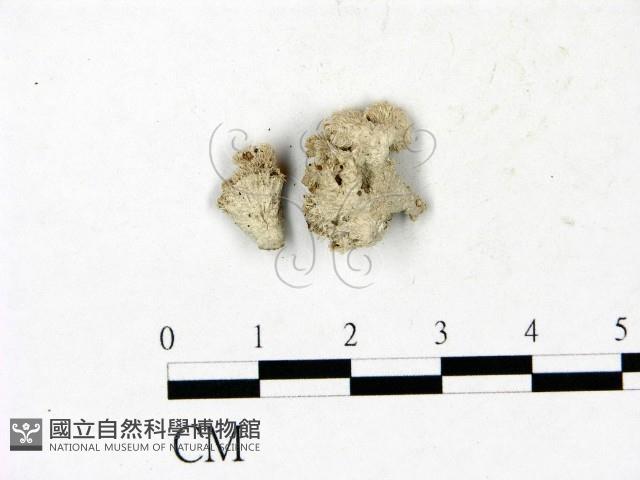 裂褶菌藏品圖，第1張