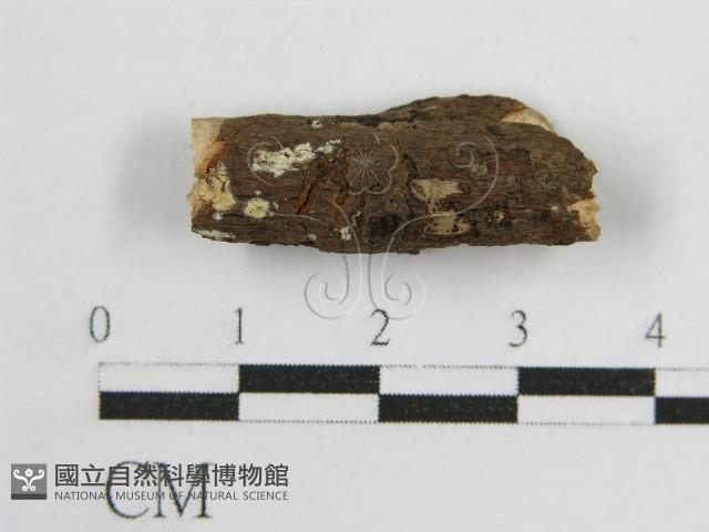 登錄號:F0012801藏品圖，第3張