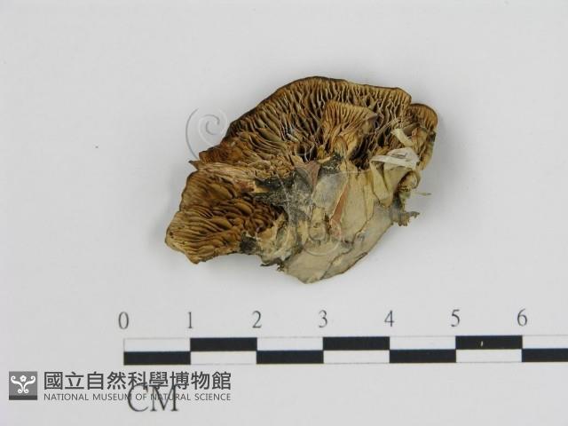 登錄號:F0019801藏品圖，第1張