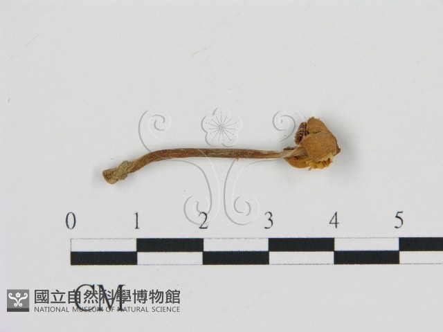 濕傘屬藏品圖，第3張