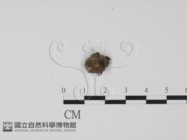 登錄號:F0013801藏品圖，第3張