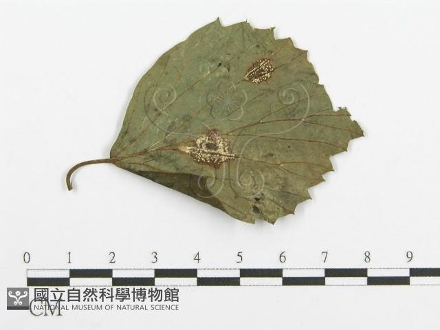 登錄號:F0018901藏品圖，第1張