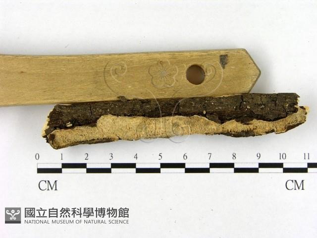 登錄號:F0020901藏品圖，第3張