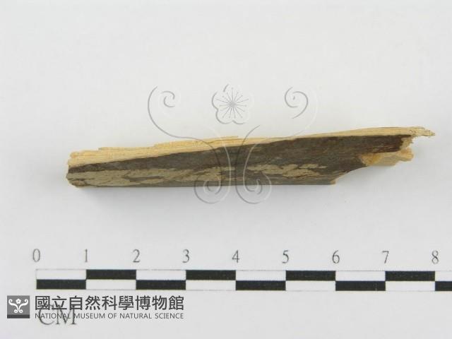 登錄號:F0000901藏品圖，第3張