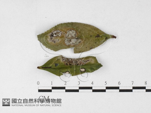 登錄號:F0026901藏品圖，第1張