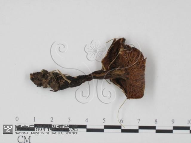 登錄號:F0021901藏品圖，第3張