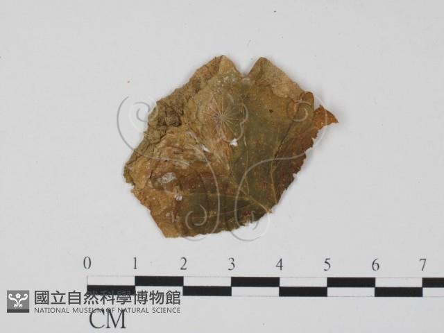 登錄號:F0011901藏品圖，第3張
