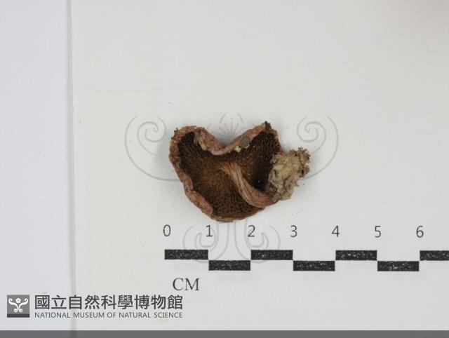 登錄號:F0034901藏品圖，第3張