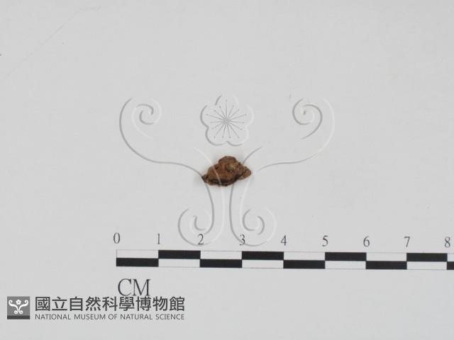 登錄號:F0007901藏品圖，第3張