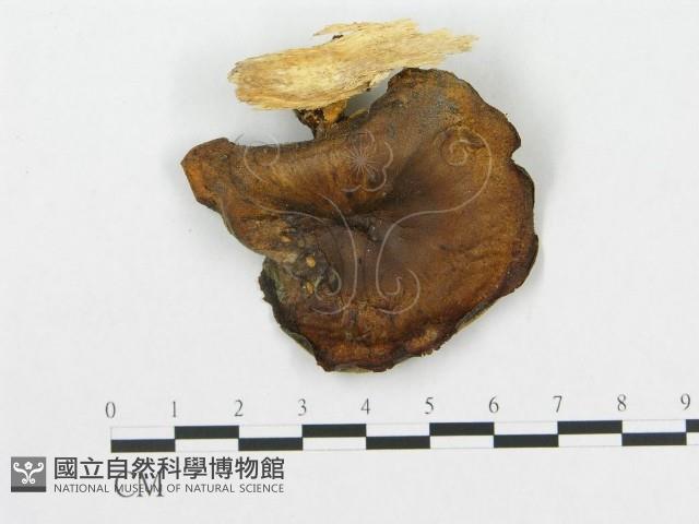 登錄號:F0005901藏品圖，第1張