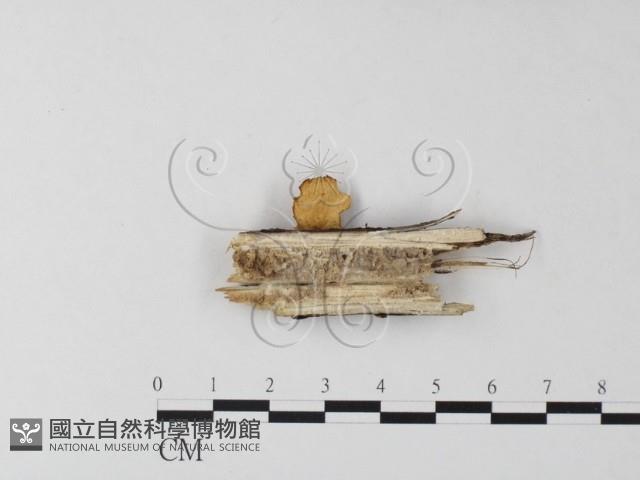 多孔菌屬藏品圖，第3張