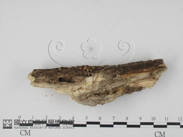 登錄號:F0013901藏品圖，第3張