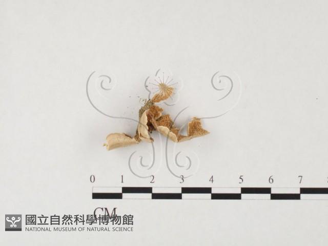 附毛菌屬藏品圖，第3張