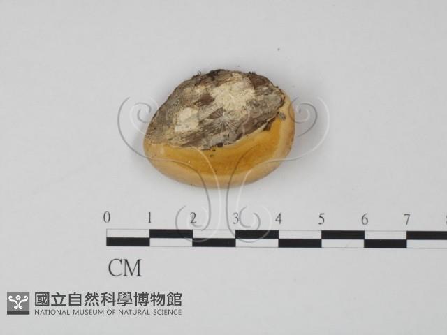 偏腫栓菌藏品圖，第3張