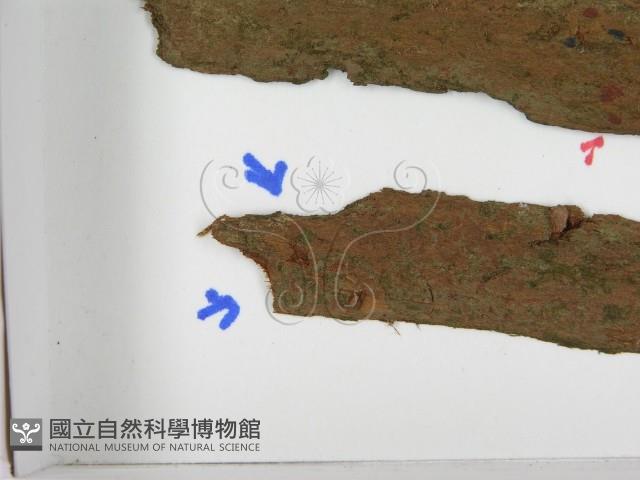 登錄號:F0021601藏品圖，第3張