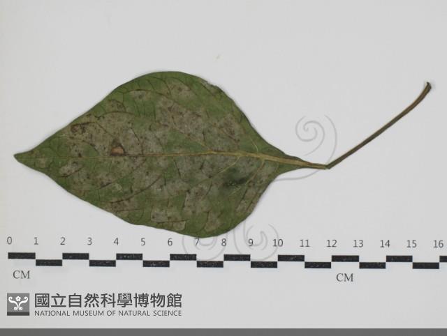 登錄號:F0034601藏品圖，第3張