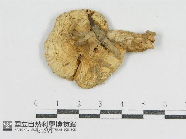 登錄號:F0012601藏品圖，第3張