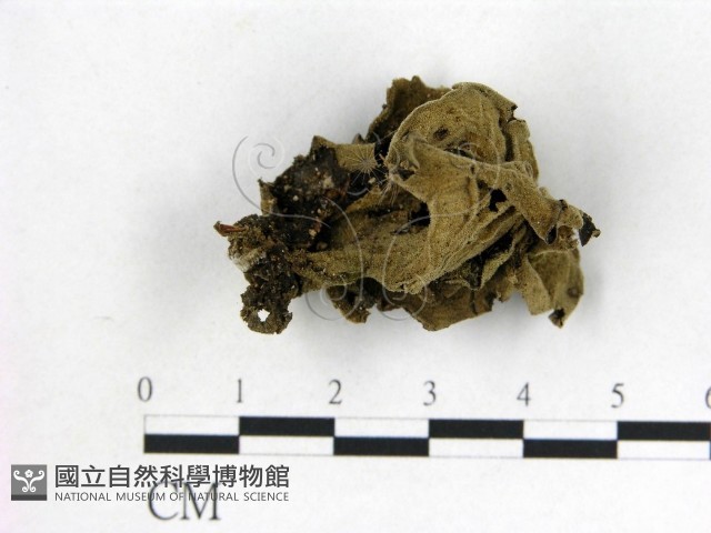 毛木耳藏品圖，第3張