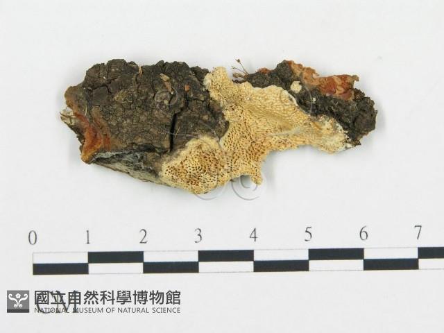 登錄號:F0017601藏品圖，第1張
