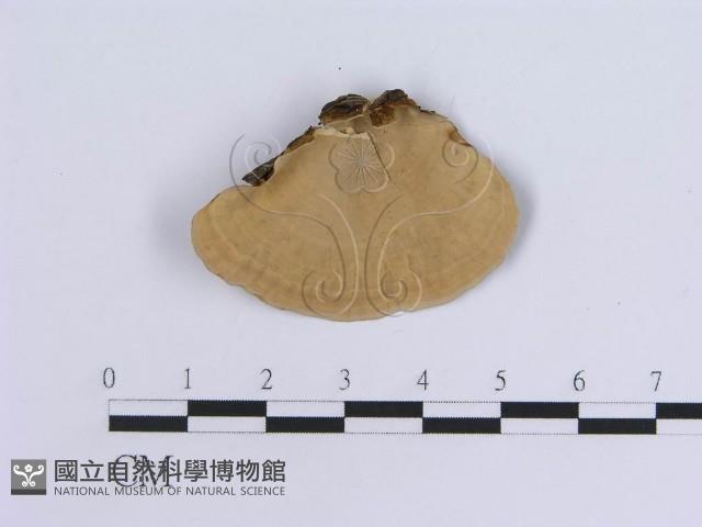 蠔韌革菌藏品圖，第3張