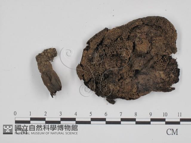 登錄號:F0015601藏品圖，第3張