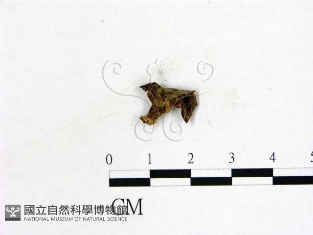 登錄號:F0019601藏品圖，第3張